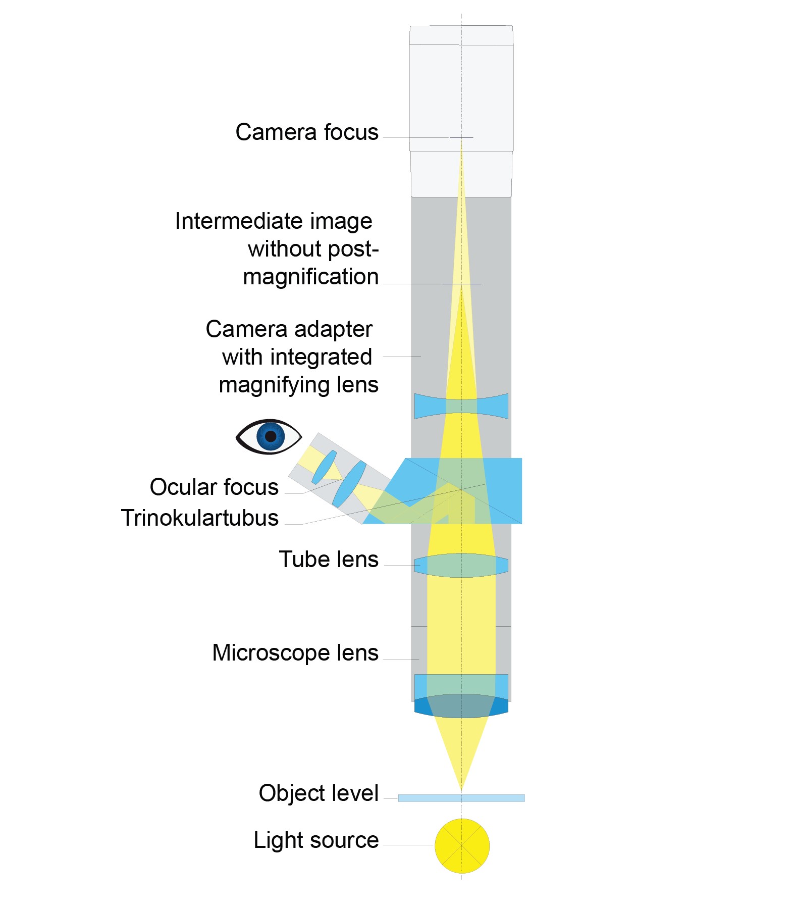 Adapting a digital camera to a microscope